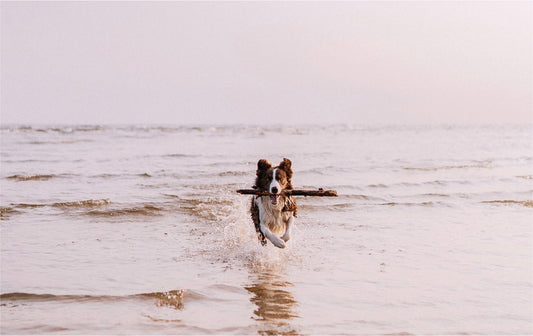 8 Easy Ways to Keep Your Pets Cool in Summer