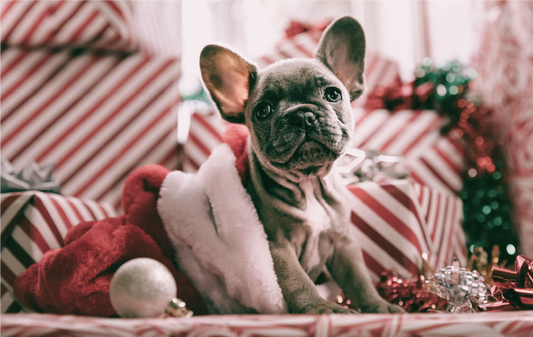 The Barkin' Christmas Gift Guide
