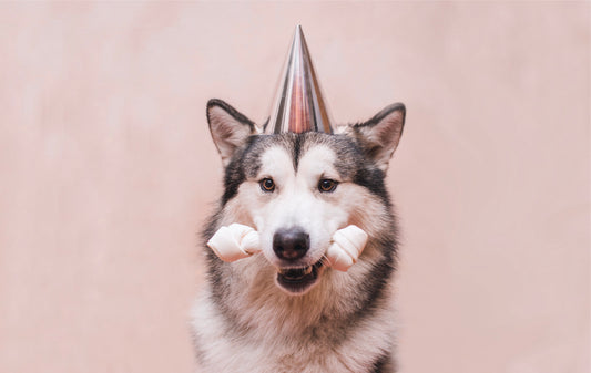 Party Hats for Your Pup's Birthday