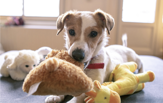 Fun Ways to Spend Time Indoors with Your Pup