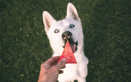 The Benefits of Watermelon for Your Dog