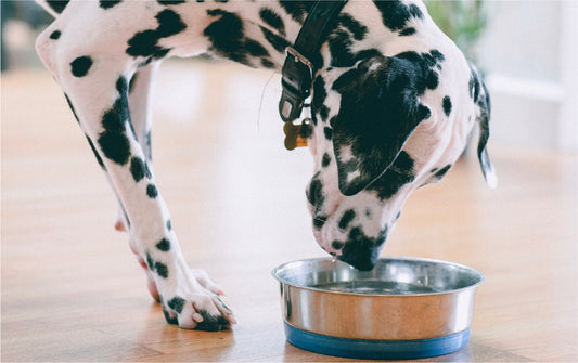 Quick Tip: Water Bowls