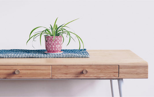 10 Pet-Safe Trendy Houseplants