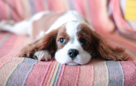 Puppy Essentials - Items to Help You and Puppy Live Your Best Life