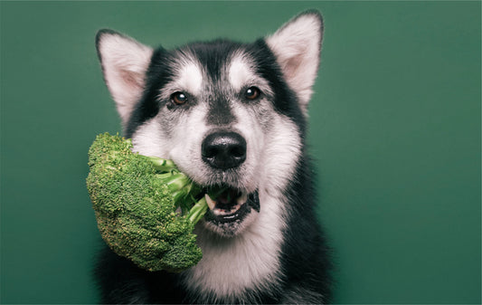 Adding Colourful Greens to Your Dog's Diet