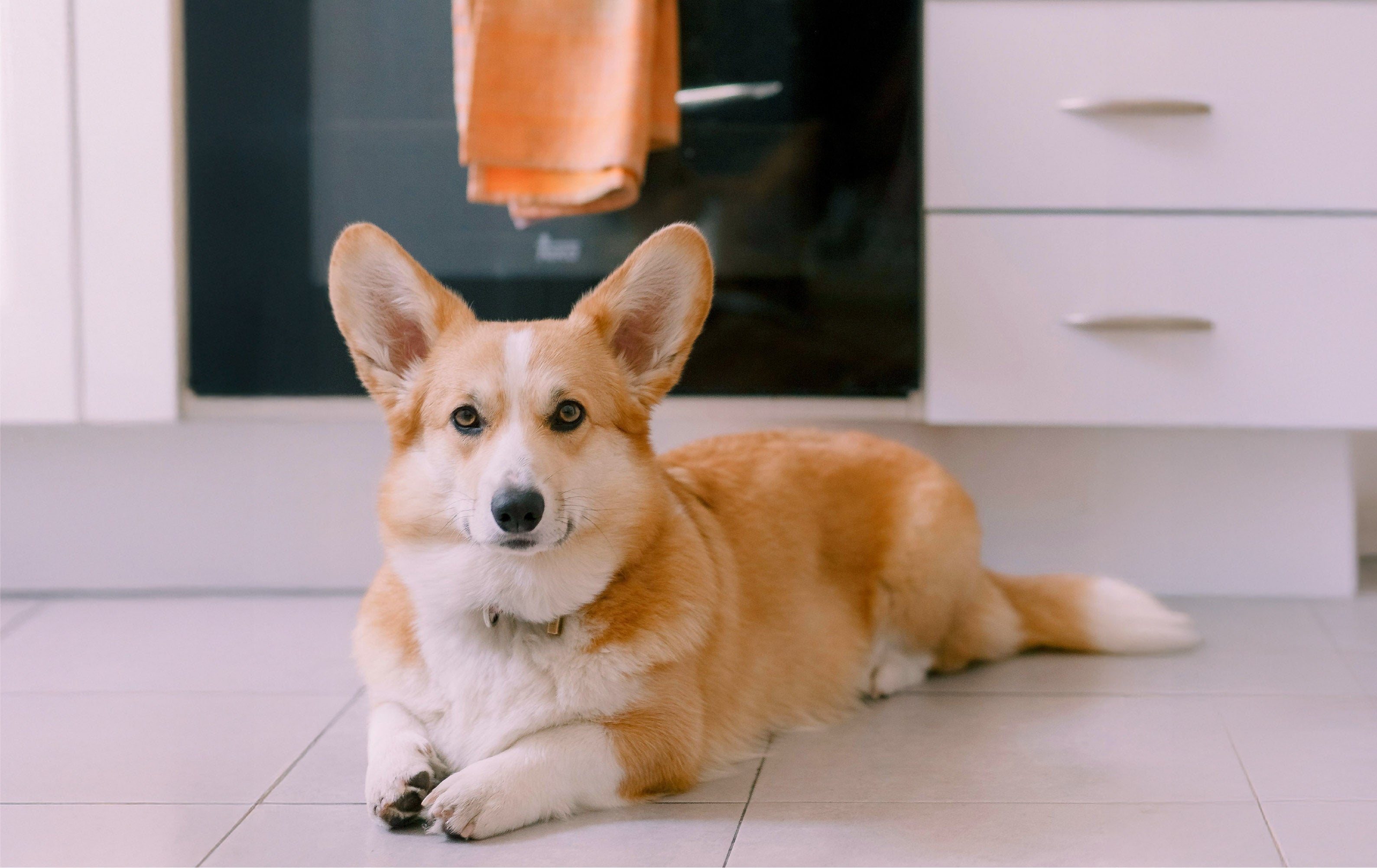 Peanut Butter & Carrot Easter Egg Treats