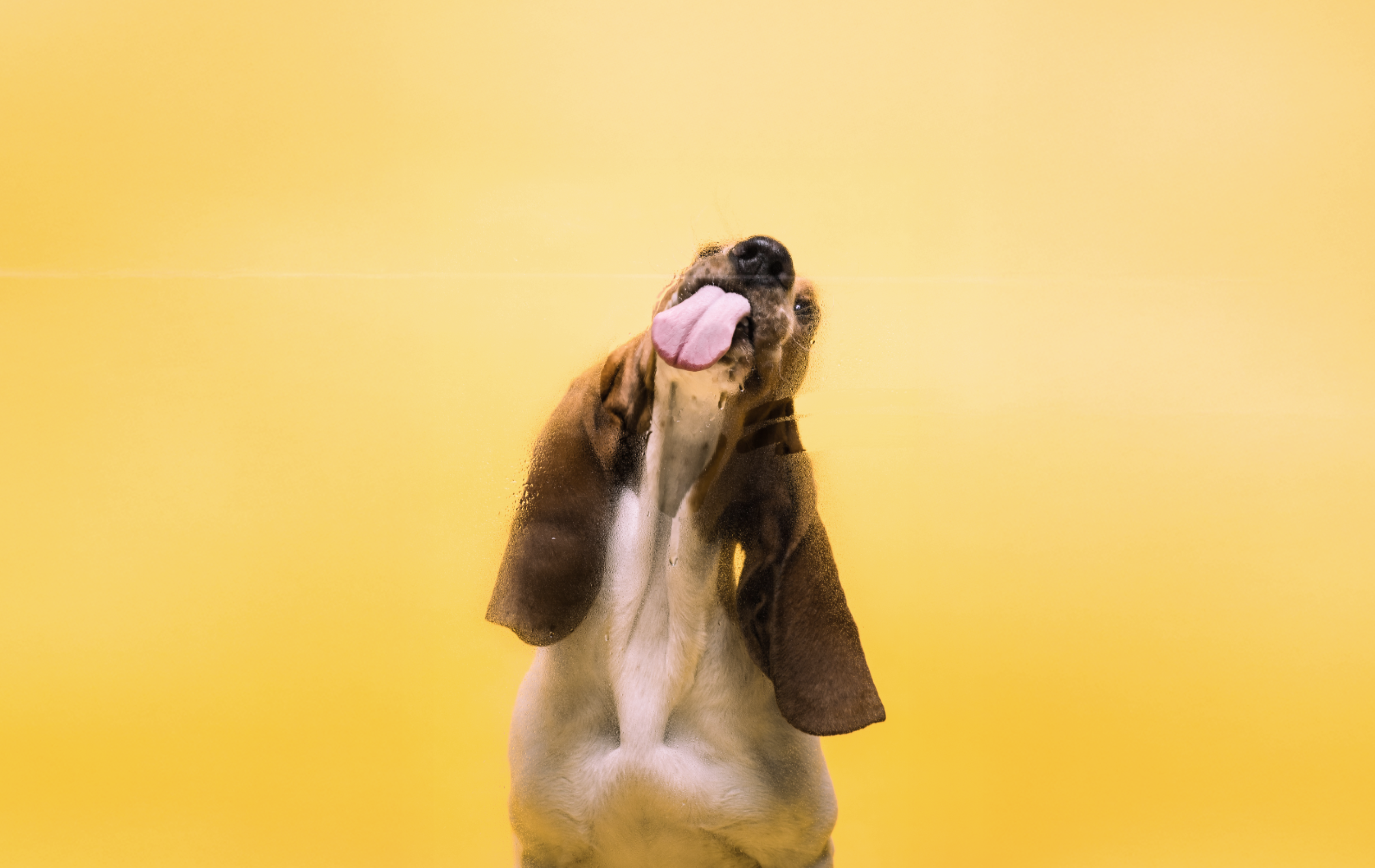 Barkin' Bowl: Spring Chicken & Veggie Delight