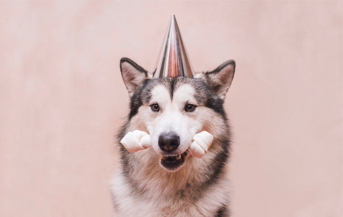 Party Hats for Your Pup's Birthday