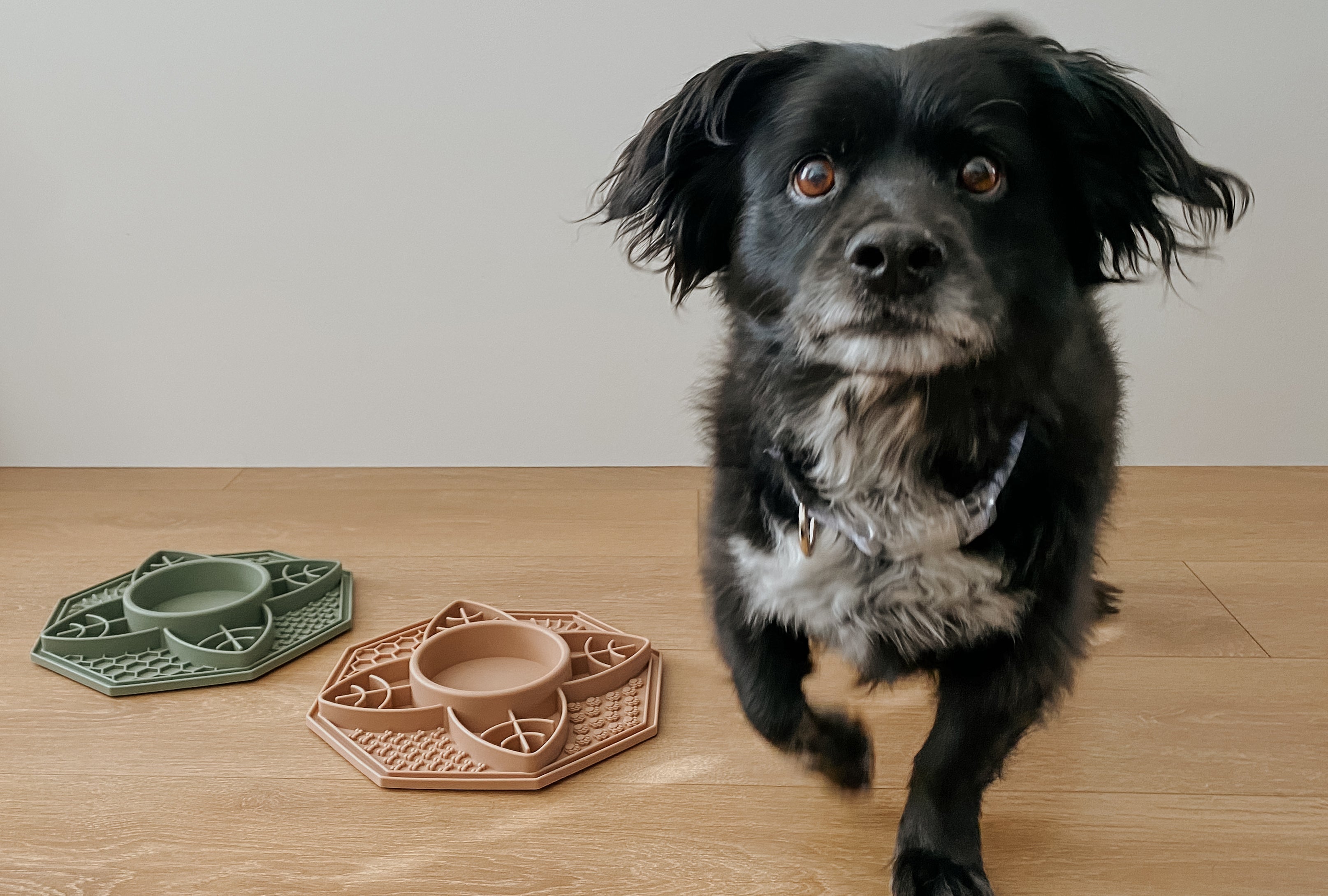 5 Benefits of Slow Feeders for Your Dog