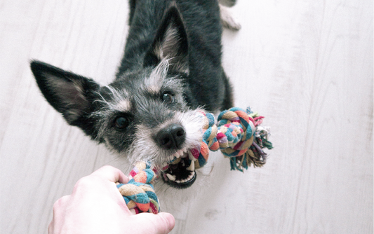 5 Fun and Easy Indoor Rainy Day Activities for Your Pup