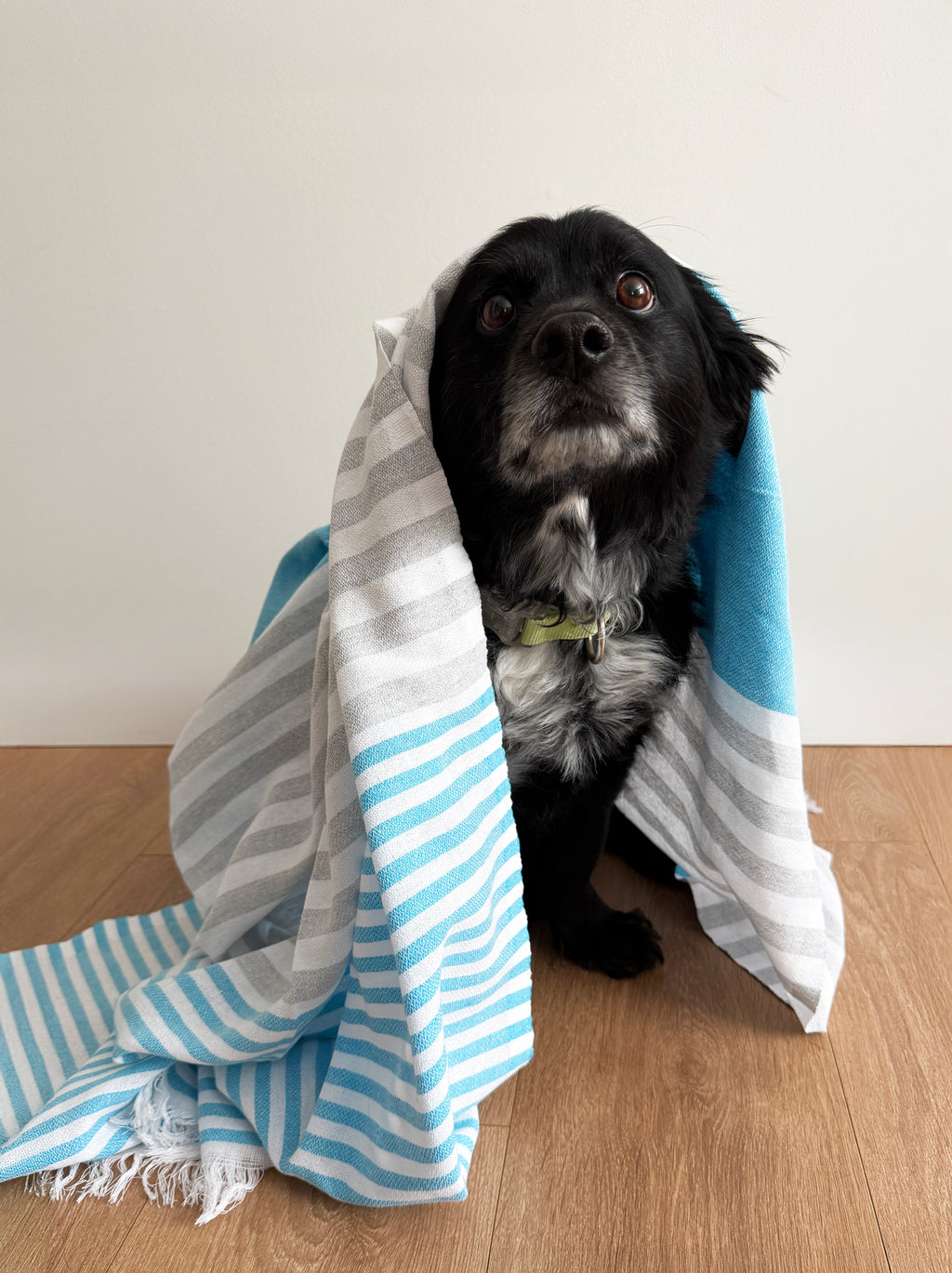 The Barkin' Towel - Blue Stripe
